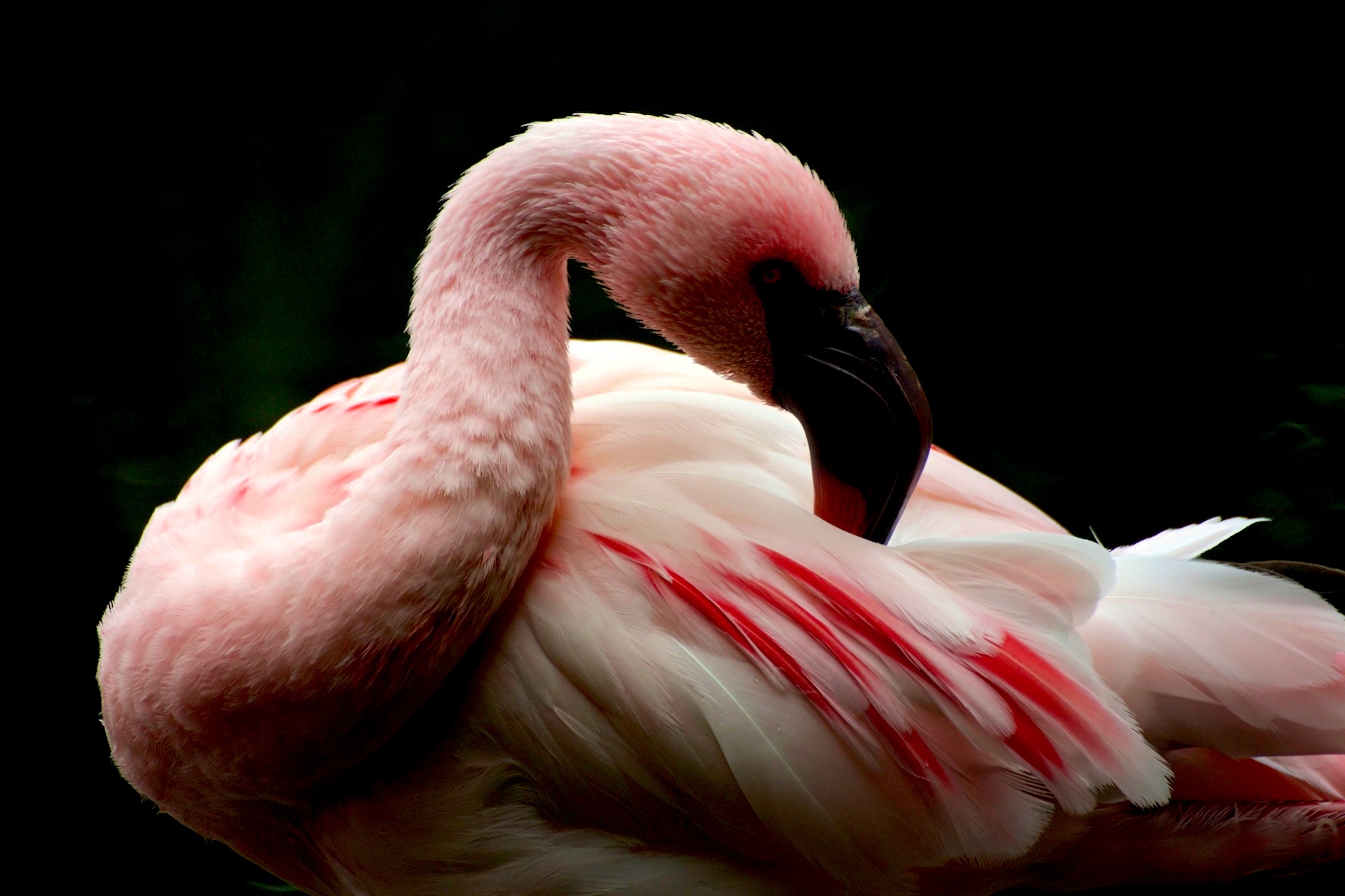  flamingo 